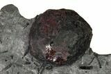 Plate of Two Red Embers Garnets in Graphite - Massachusetts #147867-2